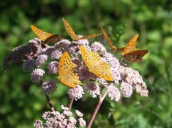 Papillons