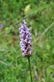 Orchis (de Fuchs ?)