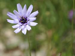 Catananche bleue