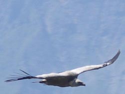 Aigle