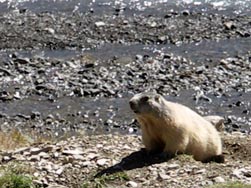 Marmotte