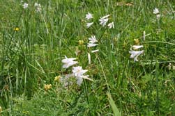 Lys de Saint Bruno