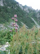 Lys Martagon, dans la montée vers le lac du Crozet