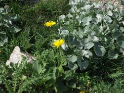 Arnica