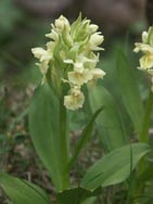 Orchis Sureau