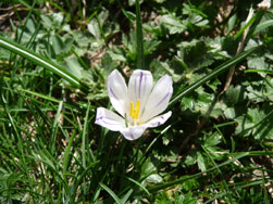 Crocus