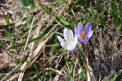 Crocus