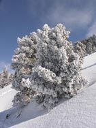 Arbre enneigé