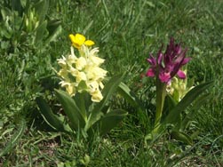 Orchidées