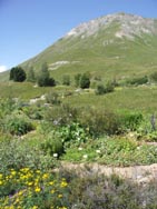 Jardin Alpin du Lautaret