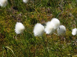 Linaigrettes