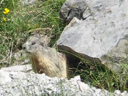 Marmotte