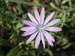 Laitue vivace